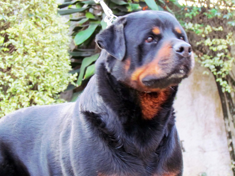 Conheça nossos cães Canil von Greek | Canil de Rottweiler em São Paulo - Criação Selecionada e Filhotes de Rottweilers. GUARAREMA | PARAIBUNA - SP